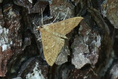 Mecyna mustelinalis