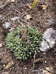 Trichodiadema occidentale