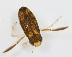 Corixidae