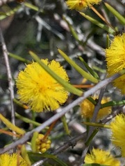 Acacia brownii