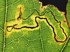 Stigmella quercipulchella