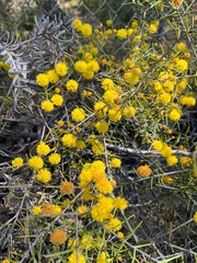 Acacia brownii