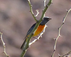 Rauenia bonariensis