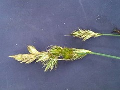 Carex arenaria