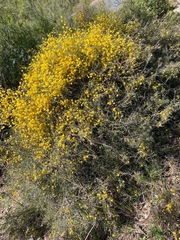 Acacia brownii