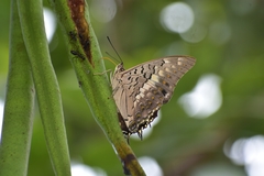 Charaxes solon
