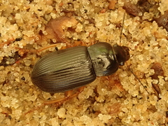 Harpalus griseus