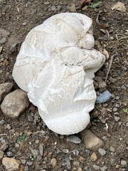 Calvatia