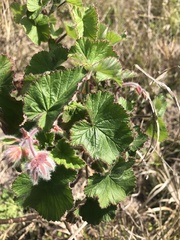 Pelargonium cordifolium