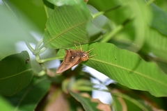 Hasora badra