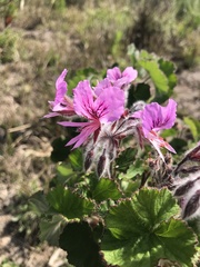 Pelargonium cordifolium