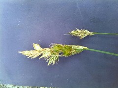 Carex arenaria