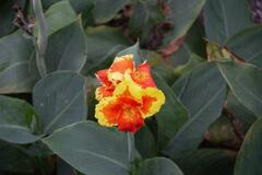 Canna × generalis