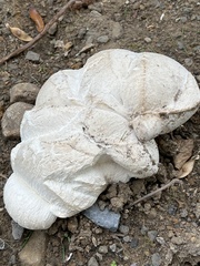 Calvatia