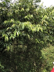 Prunus phaeosticta