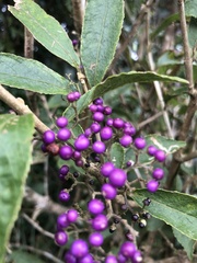 Callicarpa dichotoma
