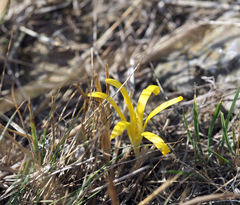 Sternbergia colchiciflora