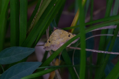 Hemeroplanis scopulepes