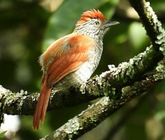 Thamnophilus multistriatus