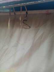 Corallus ruschenbergerii