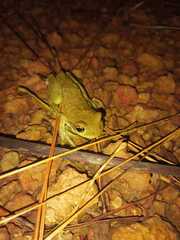 Trachycephalus typhonius