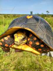 Chelonoidis carbonarius