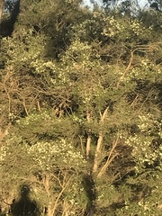 Melaleuca linariifolia