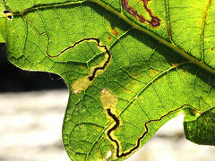 Stigmella quercipulchella
