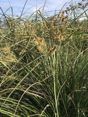 Cyperus thunbergii