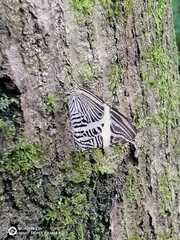 Colobura dirce
