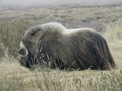 Ovibos moschatus