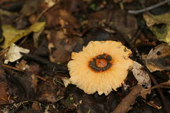 Abrachium floriforme