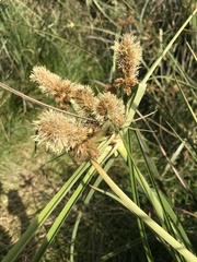 Cyperus thunbergii