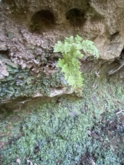 Woodsia obtusa