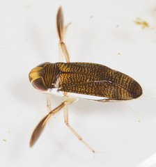 Corixidae