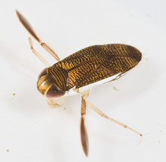 Corixidae