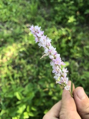 Persicaria bicornis