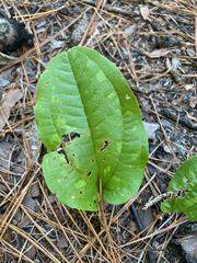 Smilax pumila