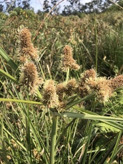 Cyperus thunbergii