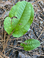 Smilax pumila