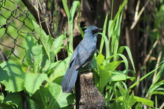 Melanotis caerulescens
