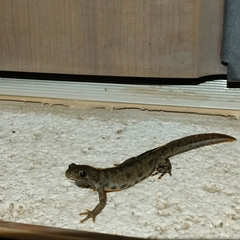 Triturus carnifex
