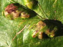 Aceria querci