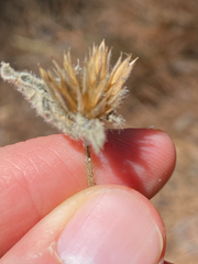 Elephantopus tomentosus