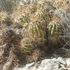 Trichocereus candicans