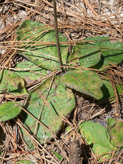 Elephantopus tomentosus