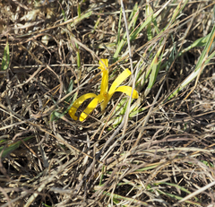 Sternbergia colchiciflora