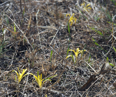 Sternbergia colchiciflora