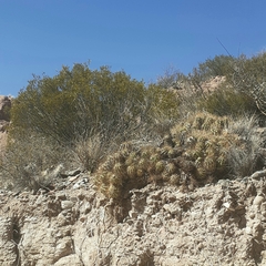 Trichocereus candicans