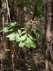 Carya tomentosa